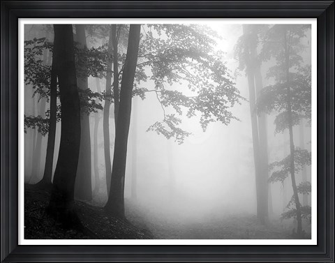 Framed Woods 1 Print