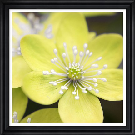 Framed Yellow Blossom Print