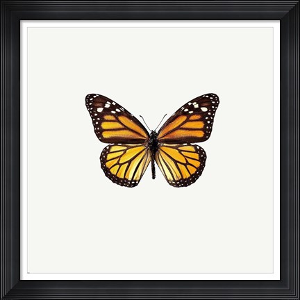Framed Yellow Butterfly 2 Print