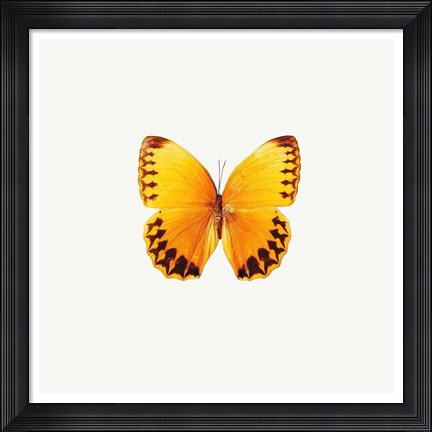 Framed Yellow Butterfly Print