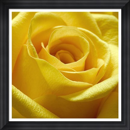 Framed Yellow Rose Print