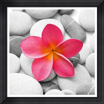 Framed Zen Flower Print