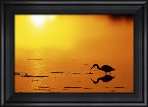 Framed Little Blue Heron at sunset, J.N.Ding Darling National Wildlife Refuge, Florida Print