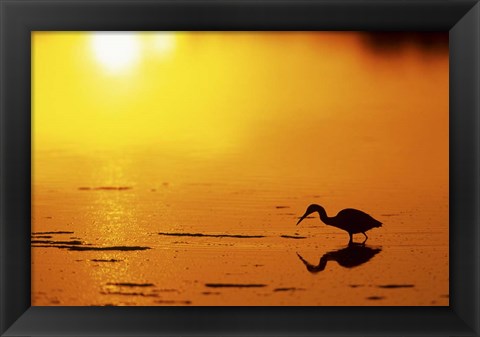 Framed Little Blue Heron at sunset, J.N.Ding Darling National Wildlife Refuge, Florida Print