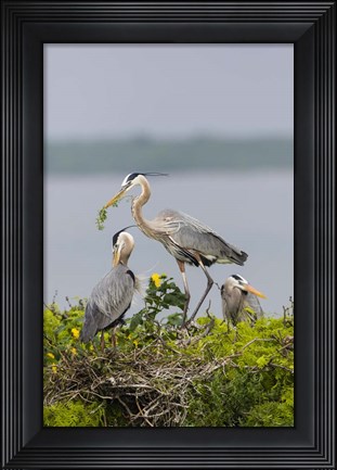 Framed Great Blue Heron and Chicks Print