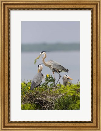 Framed Great Blue Heron and Chicks Print