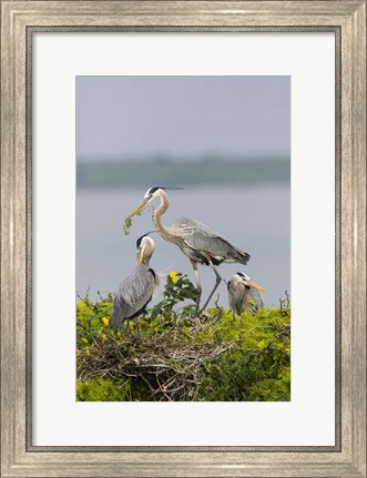 Framed Great Blue Heron and Chicks Print