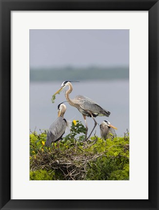 Framed Great Blue Heron and Chicks Print