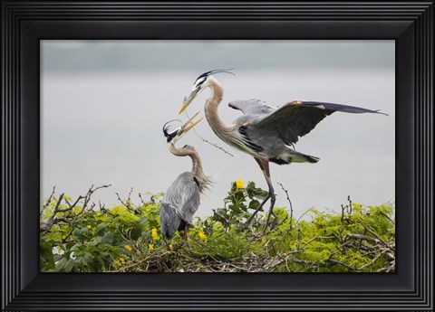 Framed Great Blue Heron (Ardea herodias) Print