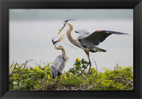 Framed Great Blue Heron (Ardea herodias) Print