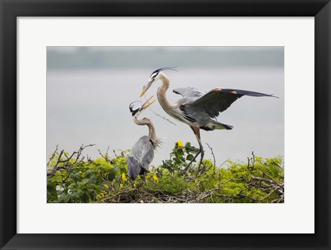 Framed Great Blue Heron (Ardea herodias) Print