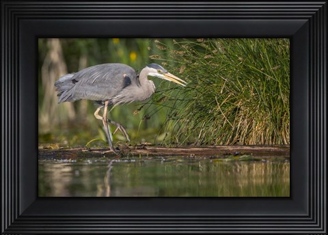 Framed Great Blue Heron stalks for food, Lake Washington, Seattle. Print