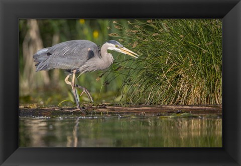 Framed Great Blue Heron stalks for food, Lake Washington, Seattle. Print