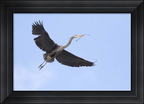 Framed Washington State, Redmond, Great Blue Heron Print