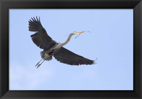 Framed Washington State, Redmond, Great Blue Heron Print