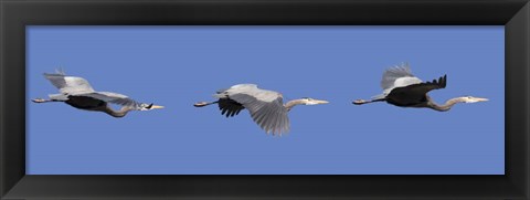 Framed Three Great Blue Herons Print