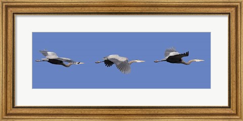 Framed Three Great Blue Herons Print