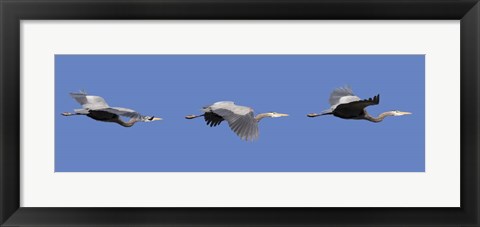 Framed Three Great Blue Herons Print