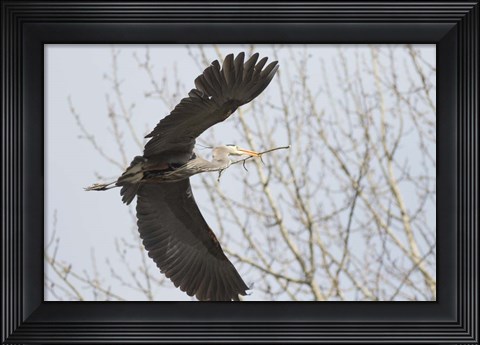 Framed Great Blue Heron, flying back to nest with a stick Print