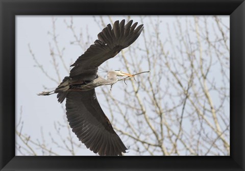 Framed Great Blue Heron, flying back to nest with a stick Print