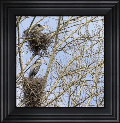 Framed Great Blue Herons, on nest at rookery Print