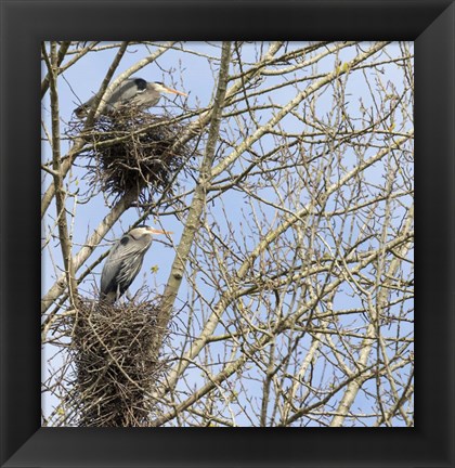 Framed Great Blue Herons, on nest at rookery Print