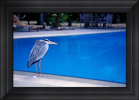 Framed Big Blue Heron, Maldives Print