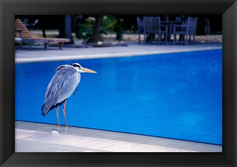 Framed Big Blue Heron, Maldives Print