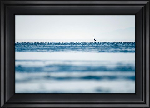 Framed Great Blue Heron, British Columbia Print
