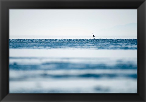 Framed Great Blue Heron, British Columbia Print