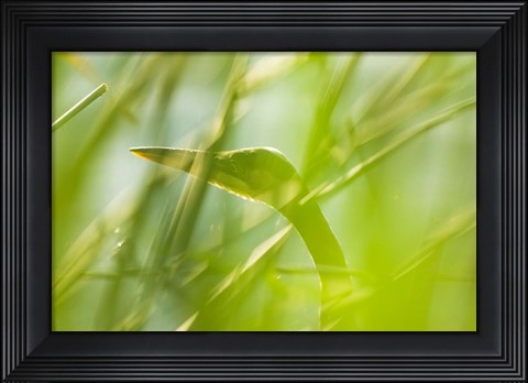 Framed Great Blue Heron, Boundary Bay, British Columbia Print