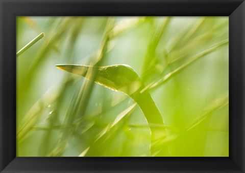Framed Great Blue Heron, Boundary Bay, British Columbia Print