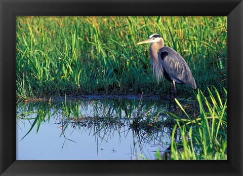 Framed Great Blue Heron in Taylor Slough, Everglades, Florida Print