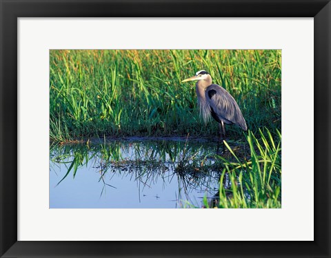 Framed Great Blue Heron in Taylor Slough, Everglades, Florida Print