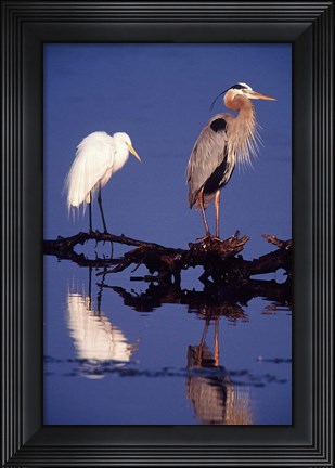 Framed Great Egret and Great Blue Heron on a Log in Morning Light Print