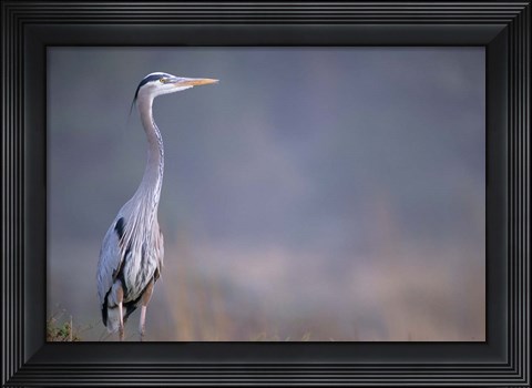 Framed Great Blue Heron Print