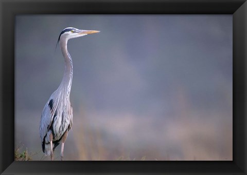 Framed Great Blue Heron Print