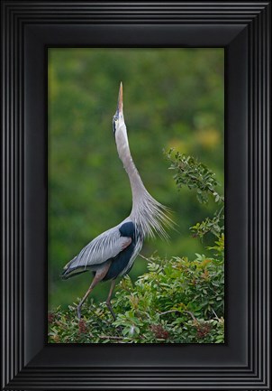 Framed Great Blue Heron Displaying the Sky Point Courtship Ritual Print