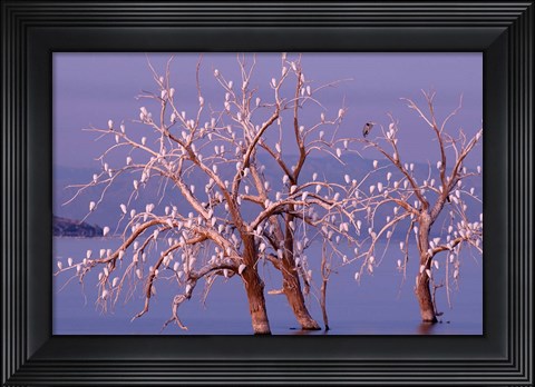 Framed California, Cattle Egret, Great Blue Heron, bird roost Print