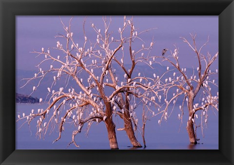 Framed California, Cattle Egret, Great Blue Heron, bird roost Print