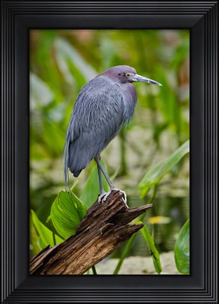 Framed Little Blue Heron, Corkscrew Swamp Sanctuary, Florida Print