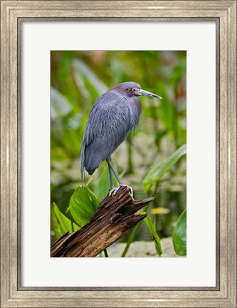 Framed Little Blue Heron, Corkscrew Swamp Sanctuary, Florida Print