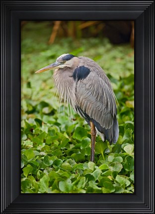 Framed Great Blue Heron bird Corkscrew Swamp  Florida Print