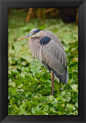 Framed Great Blue Heron bird Corkscrew Swamp  Florida Print