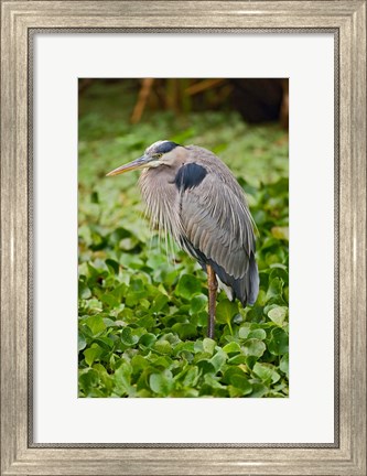 Framed Great Blue Heron bird Corkscrew Swamp  Florida Print