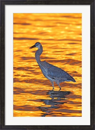 Framed Great Blue Heron in Golden Water at Sunset Print