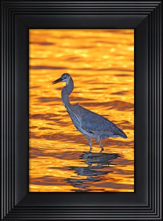 Framed Great Blue Heron in Golden Water at Sunset Print