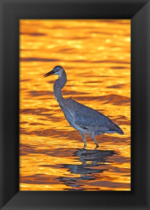 Framed Great Blue Heron in Golden Water at Sunset Print