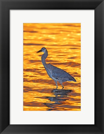 Framed Great Blue Heron in Golden Water at Sunset Print