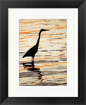 Framed Silhouette of Great Blue Heron in Water at Sunset Print